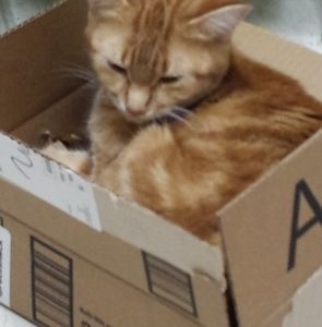 Meet your Posher, Massiel